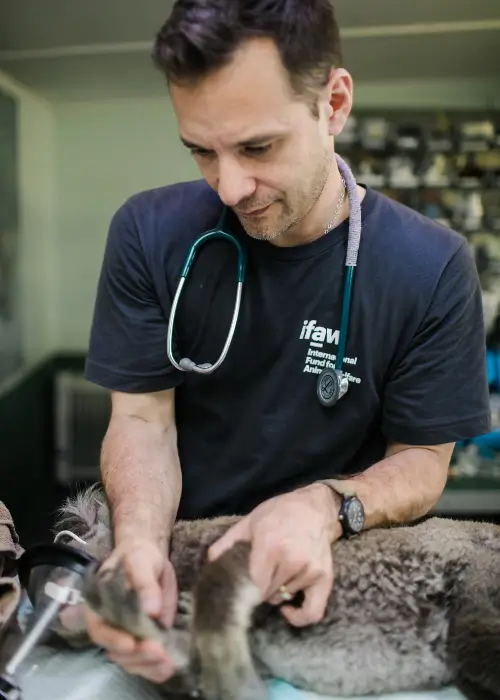 veterinaria cerca de mi que hablen español